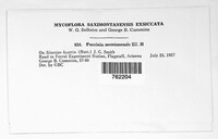 Puccinia montanensis image